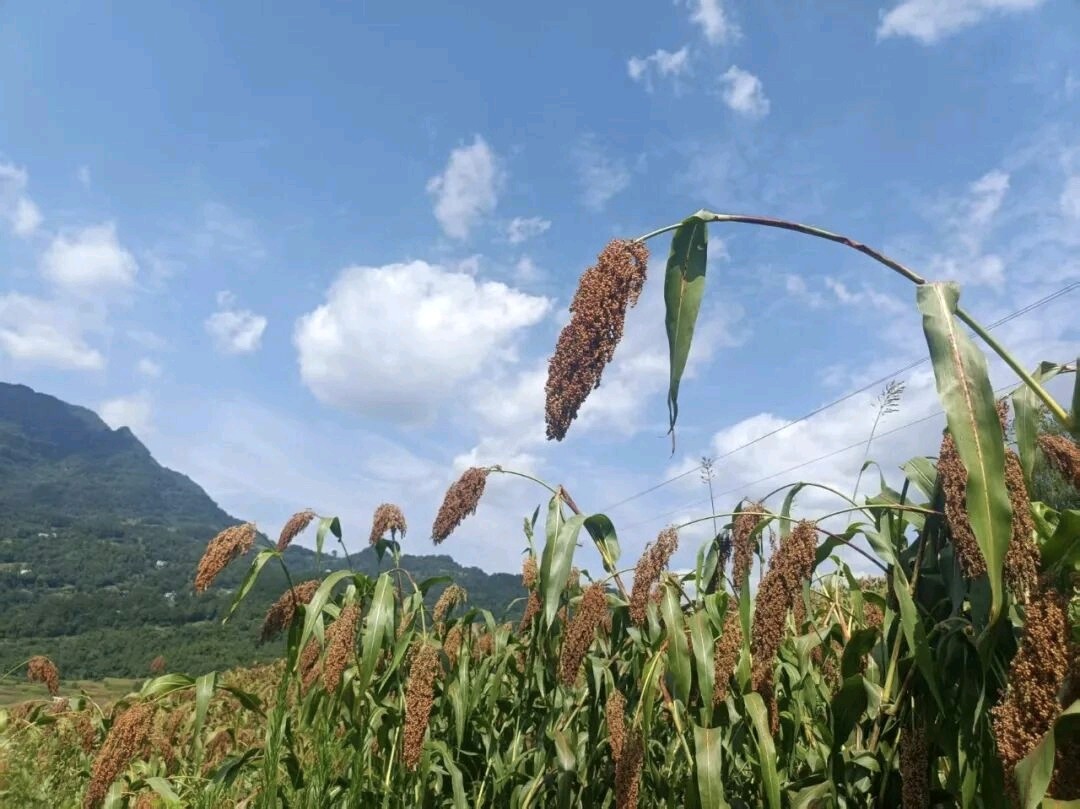 七绝·孟秋文/王桂岭（图3）