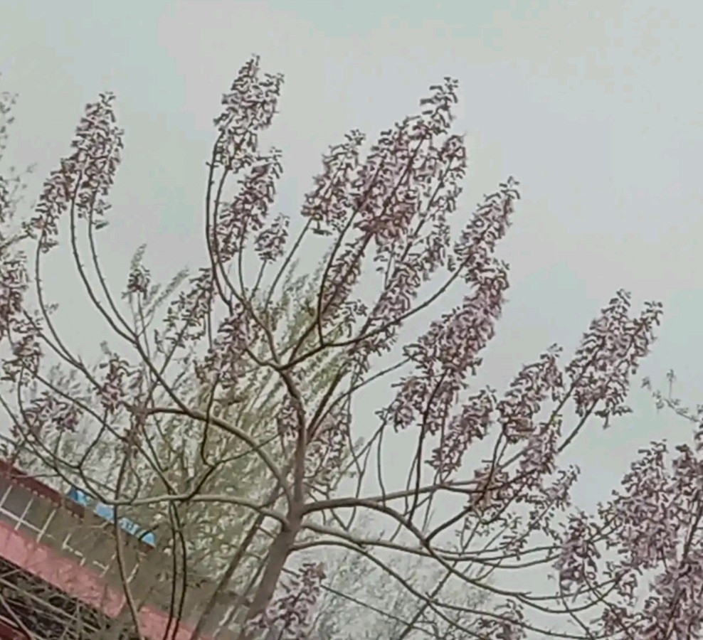 一母同袍的《桐花》，两种不同的命运——一首诗，两段岁月，五年心境变迁（图5）
