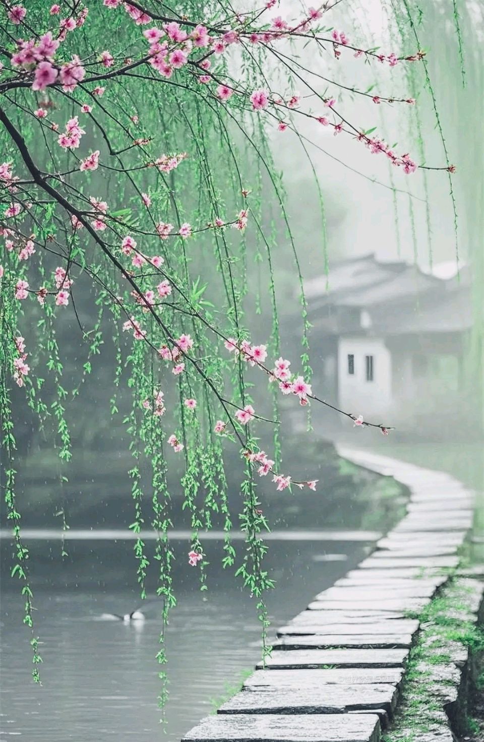文娟诵读【烟雨寄情思】作者安然小静