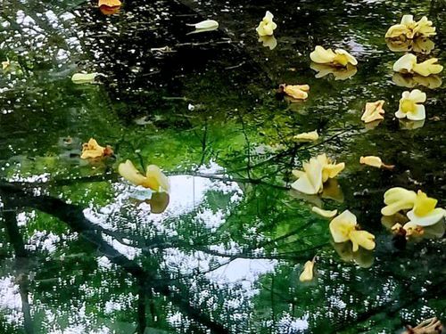 《夏雨》作者：杨爱华 主播：孙岩峰/孙怡 主编/胡琴（图13）