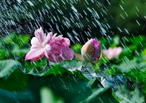 《夏雨》作者：杨爱华 主播：孙岩峰/孙怡 主编/胡琴（图15）