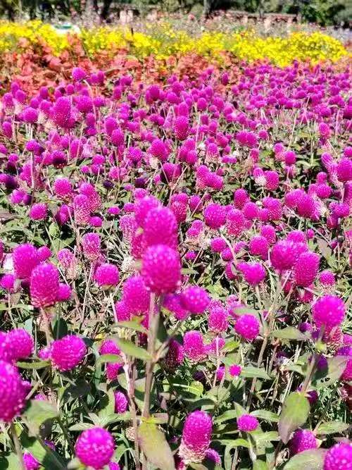 七绝.千日红文/知无涯（图3）
