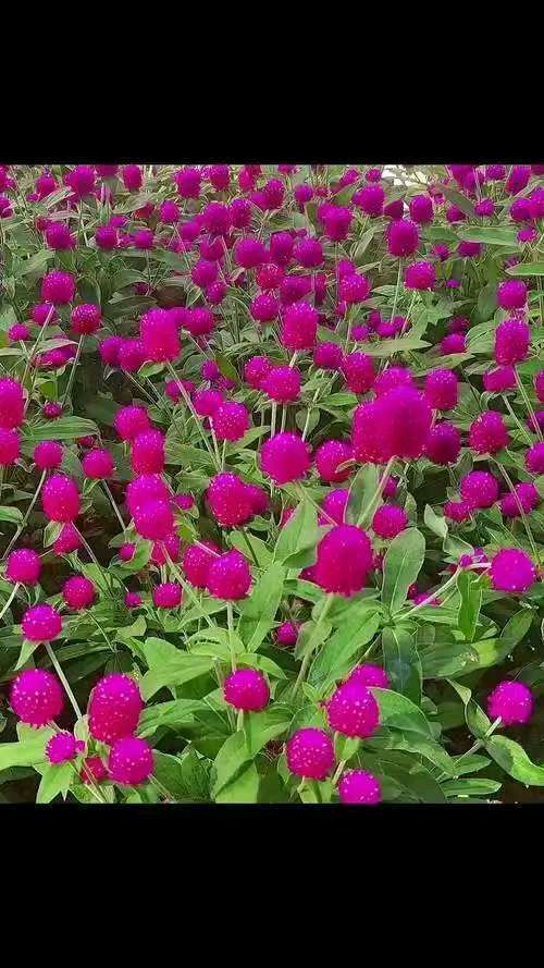 七绝.千日红文/知无涯
