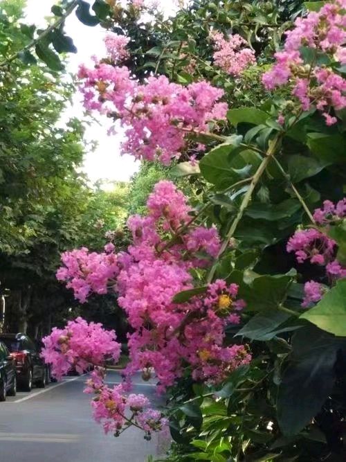 雨润紫薇花🌧🌸（图4）