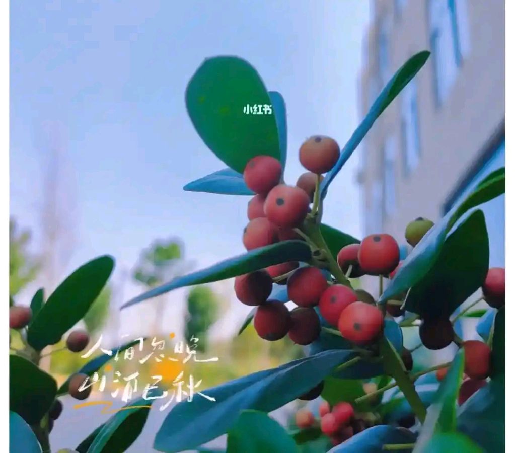 滹沱诗社同题诗《秋意渐浓》收稿:徐雅荣~制作:袁艳欣(图5)