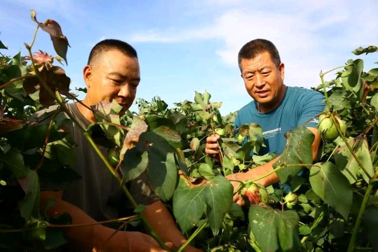 《谁来收割我的灵魂》作者/吕永刚 诵读/武全 诗评:《秋野凝魂问归处》作者/杨宝库(图2)
