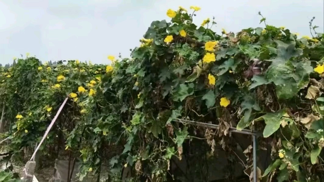 田间调研丝瓜基地 志愿助农拓宽销路（图4）