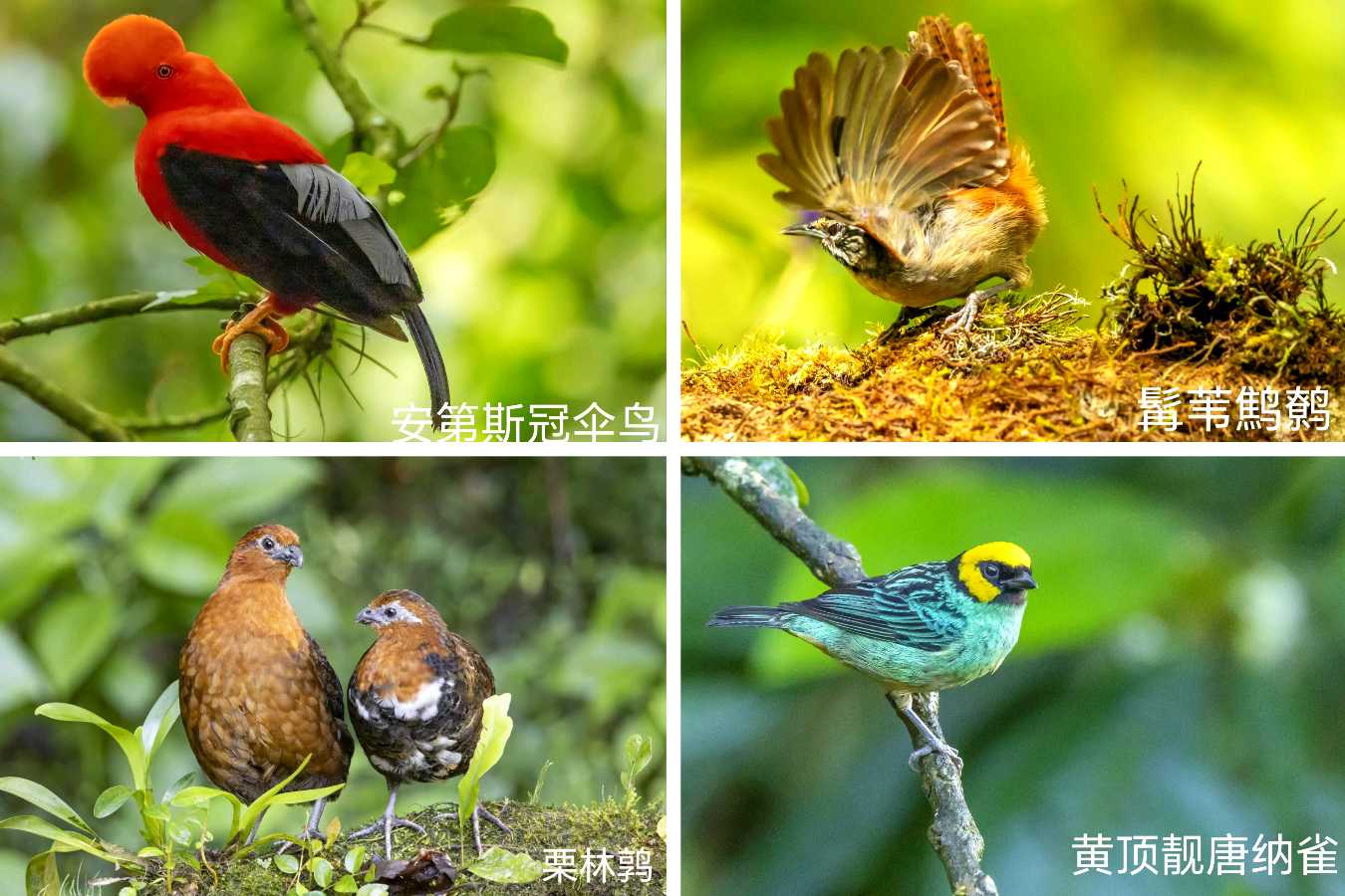 司马小萌北京号 | 模范夫妻爱观鸟,一路观到南美洲,已得到进入大自然剧场的终身免费门票(图4)