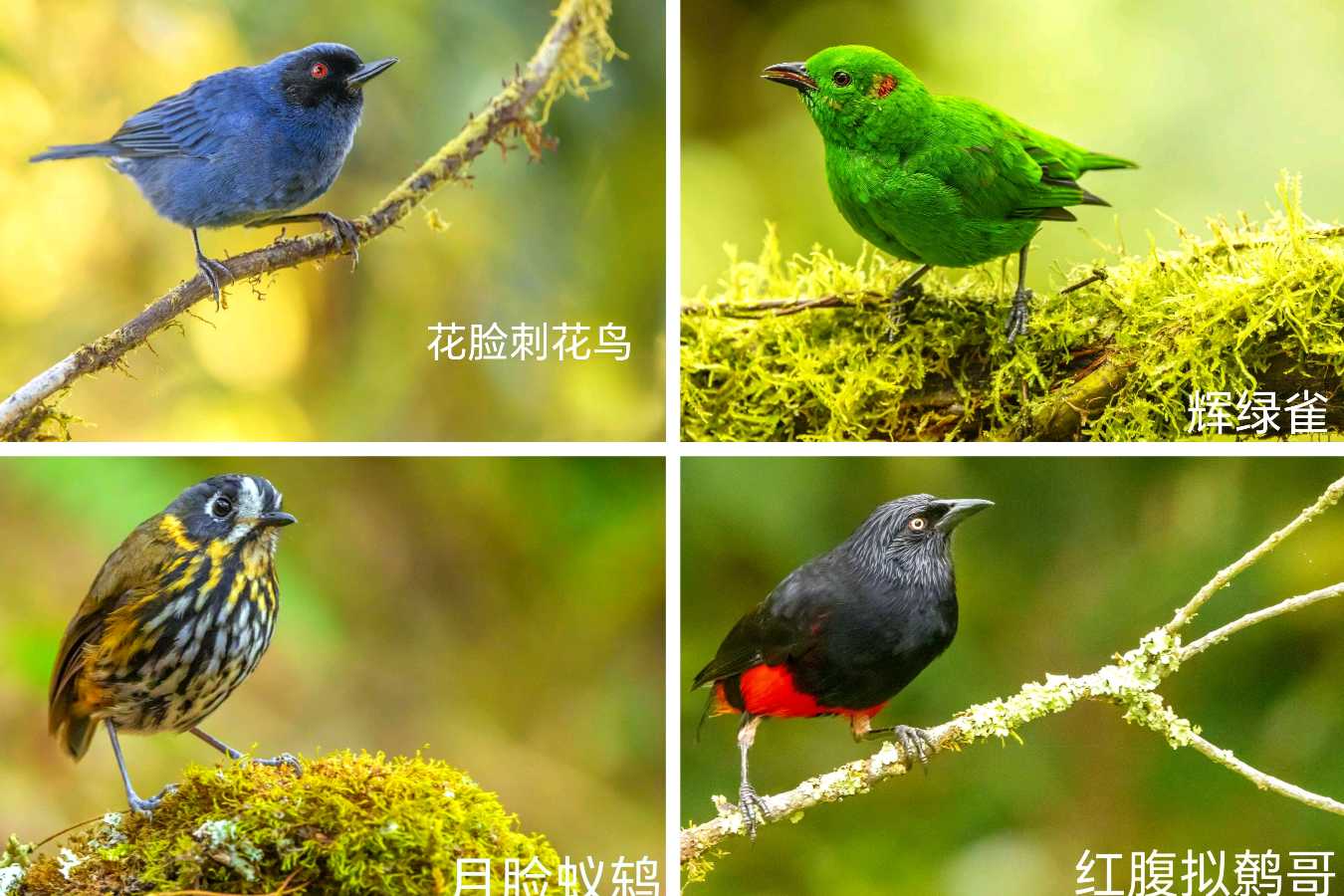 司马小萌北京号 | 模范夫妻爱观鸟,一路观到南美洲,已得到进入大自然剧场的终身免费门票(图2)