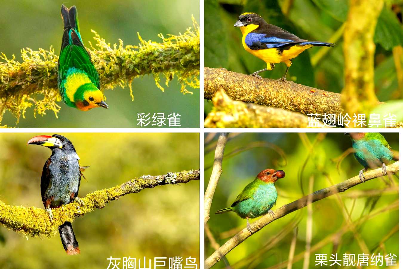 司马小萌北京号 | 模范夫妻爱观鸟,一路观到南美洲,已得到进入大自然剧场的终身免费门票(图6)