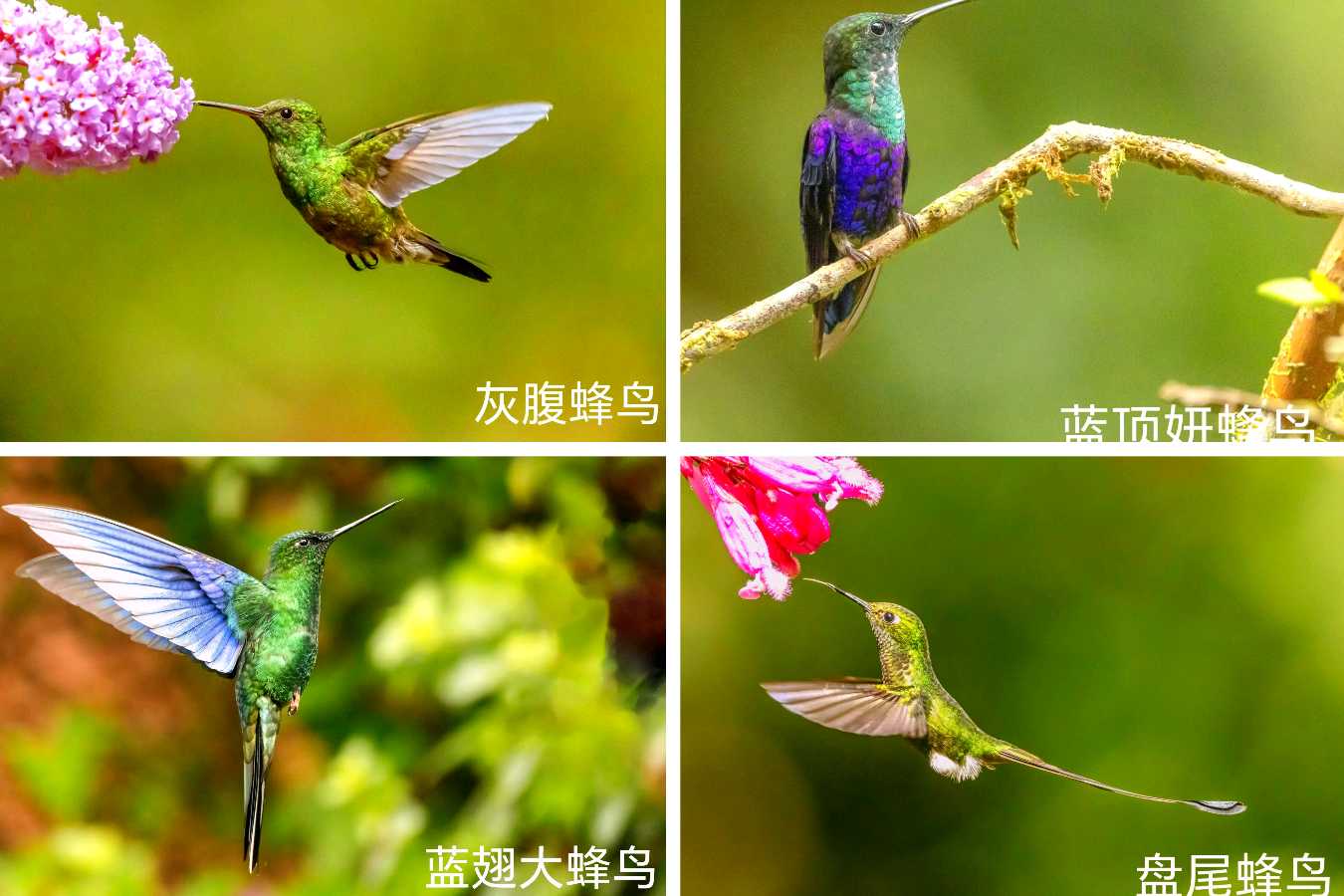 司马小萌北京号 | 模范夫妻爱观鸟,一路观到南美洲,已得到进入大自然剧场的终身免费门票(图8)