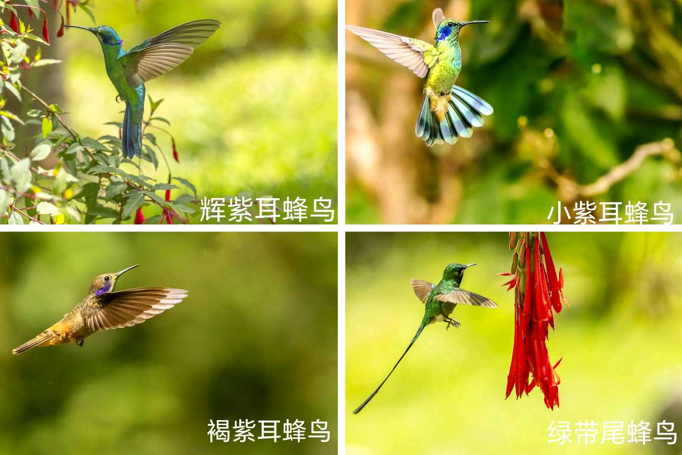 司马小萌北京号 | 模范夫妻爱观鸟,一路观到南美洲,已得到进入大自然剧场的终身免费门票(图7)
