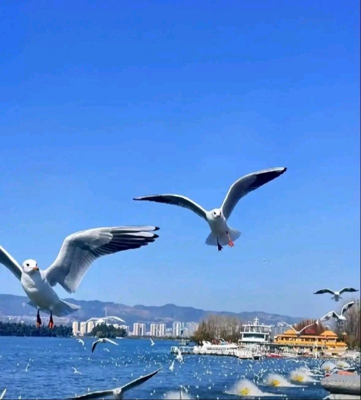 福台云南行(图7)