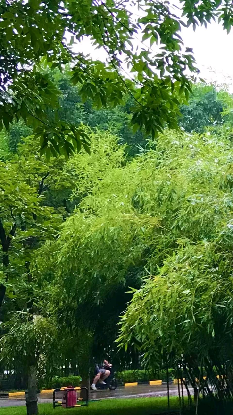竹怜初秋雨🌧（图2）