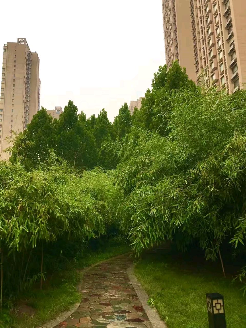 竹怜初秋雨🌧（图4）