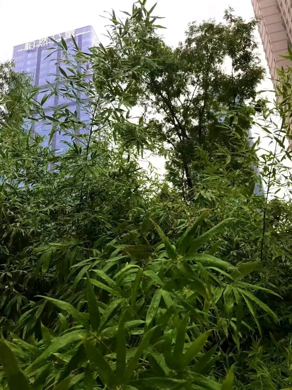 竹怜初秋雨🌧（图6）