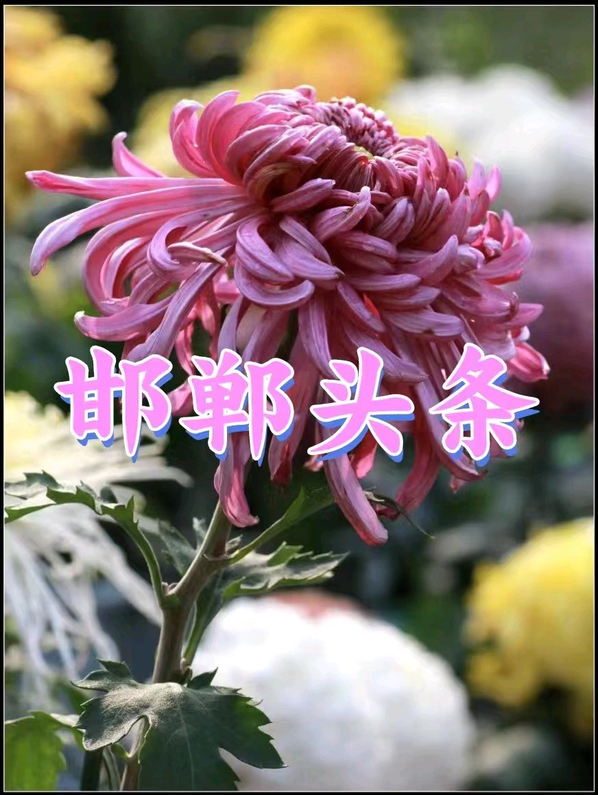 棉花灼灼照初心一再读李春雷先生《木棉花开》有感