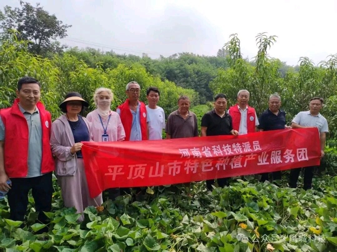 平顶山市特色种植产业科技服务团深入郏县白庙乡指导灾后桃园管理