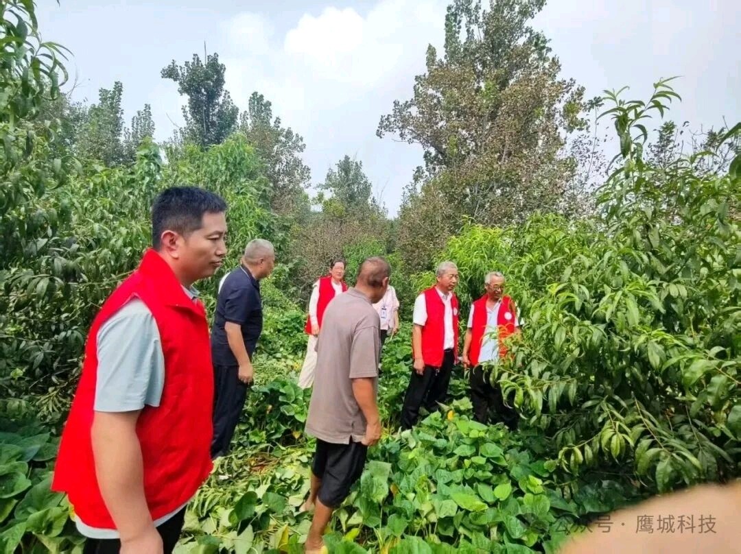 平顶山市特色种植产业科技服务团深入郏县白庙乡指导灾后桃园管理（图2）