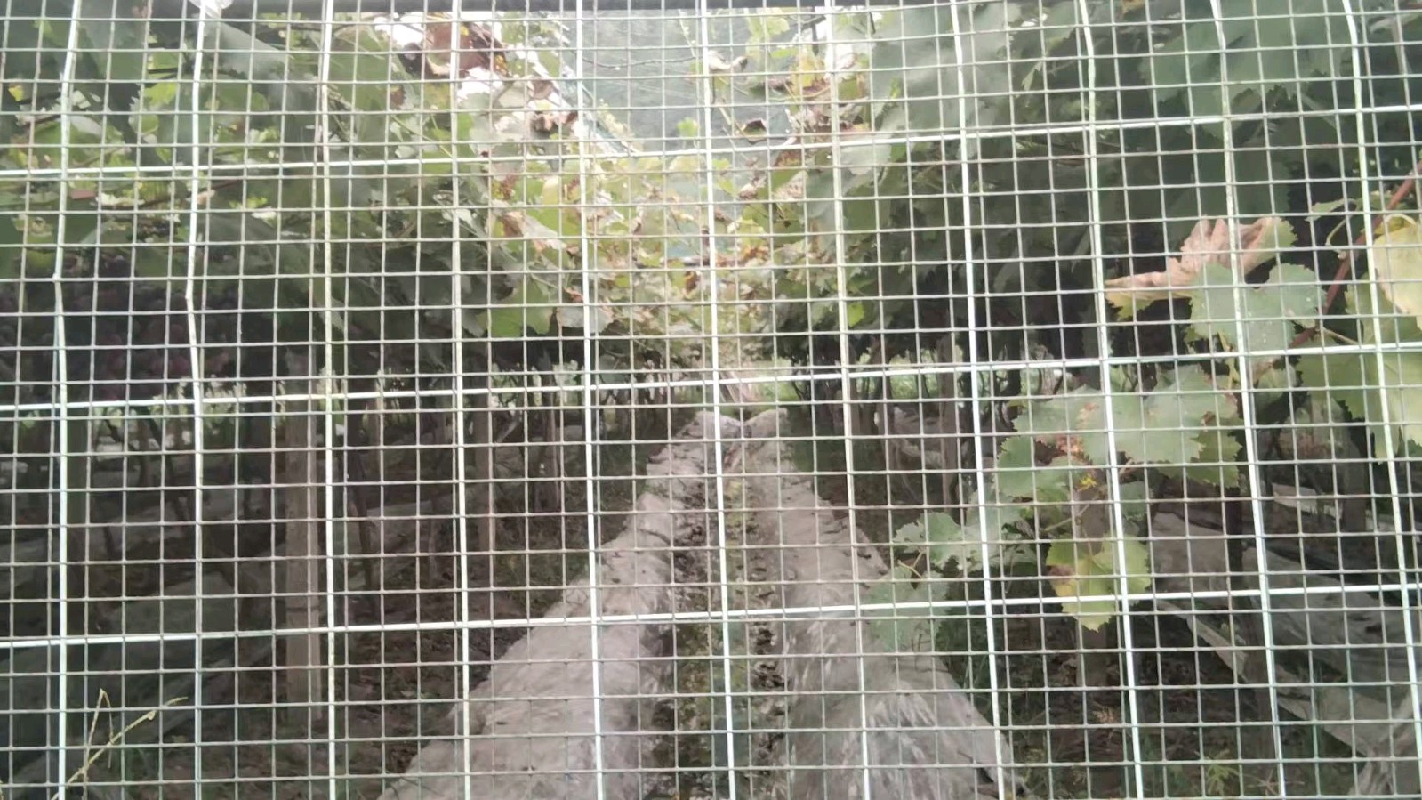 调研生态葡萄 助农稳产增收（图4）