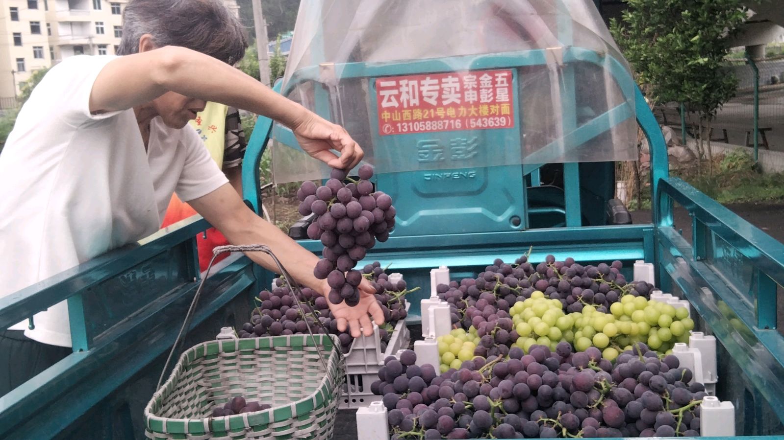 调研生态葡萄 助农稳产增收（图5）