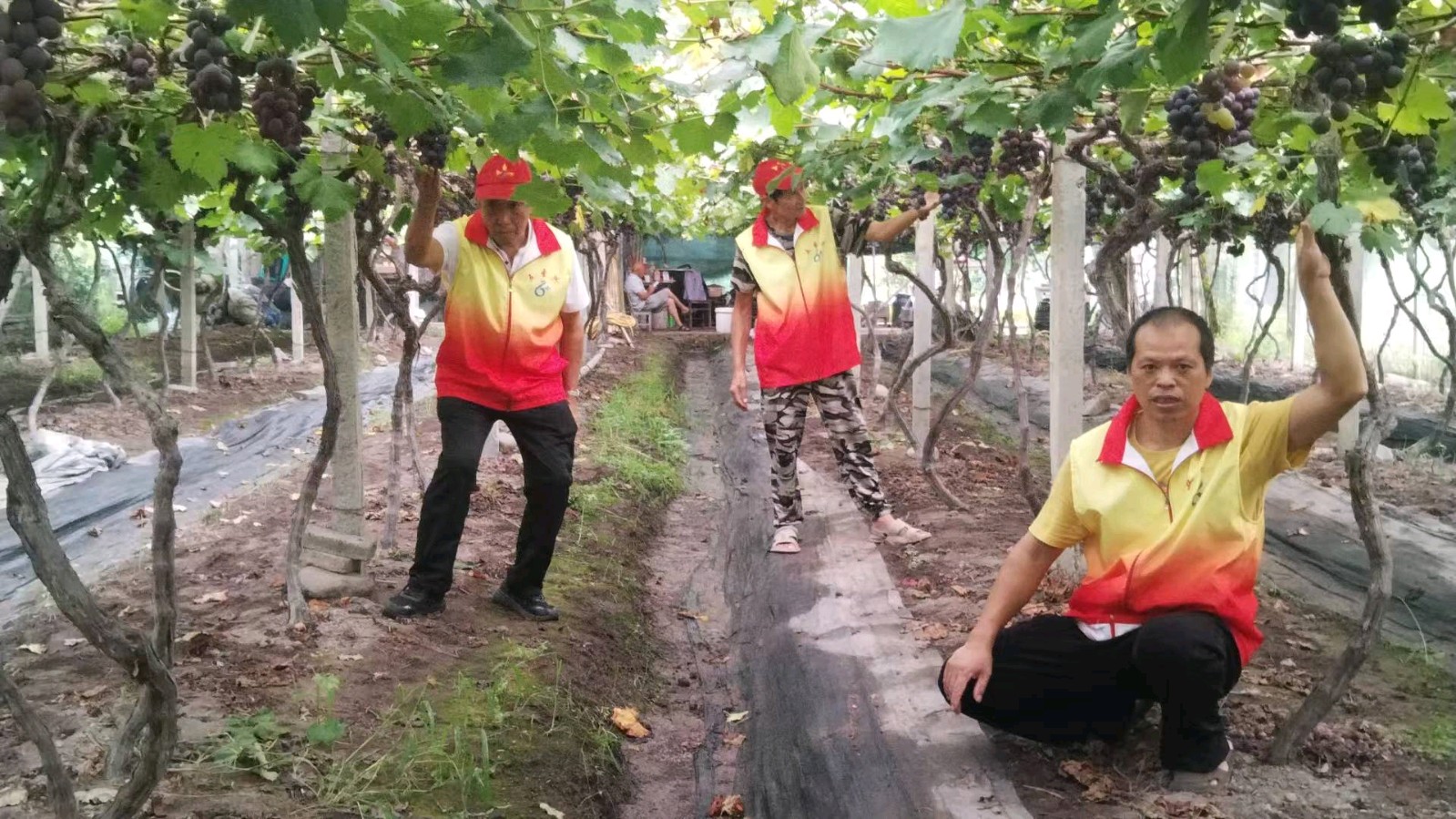 调研生态葡萄 助农稳产增收（图6）