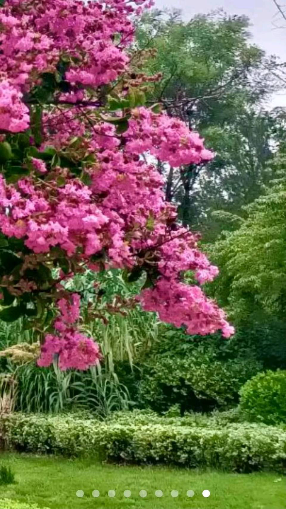 紫薇入秋景🌸（图6）