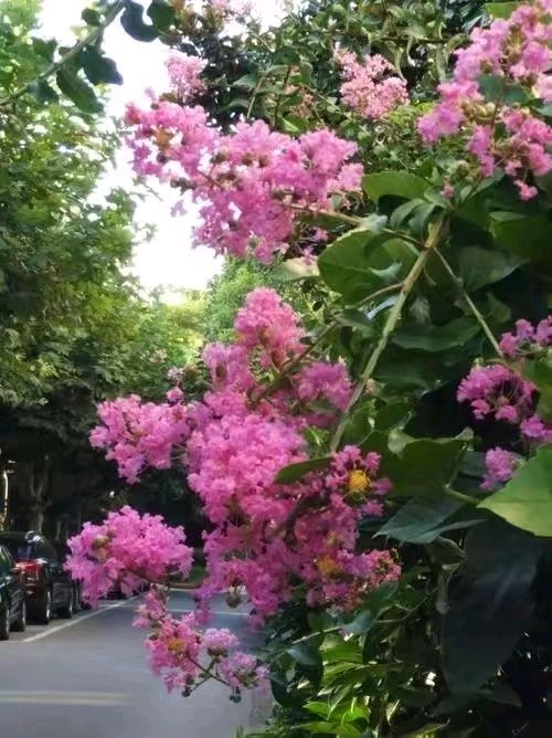 紫薇入秋景🌸（图5）