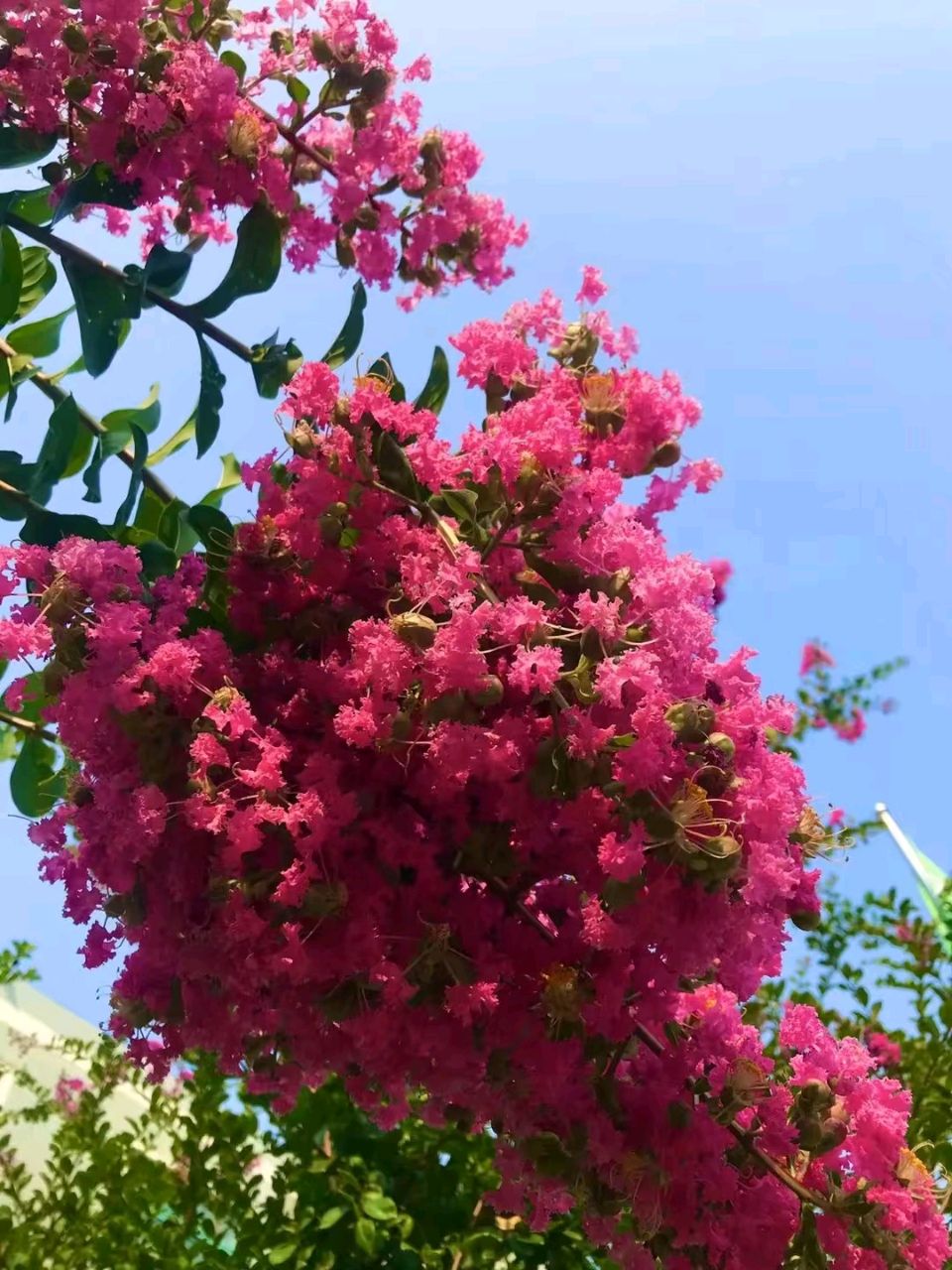 紫薇入秋景🌸（图4）