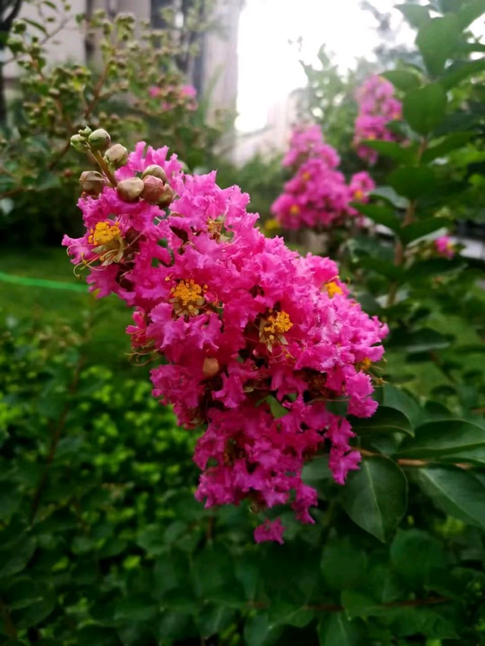 紫薇入秋景🌸（图8）