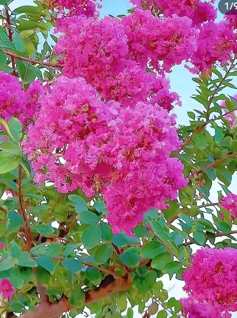 紫薇入秋景🌸（图3）