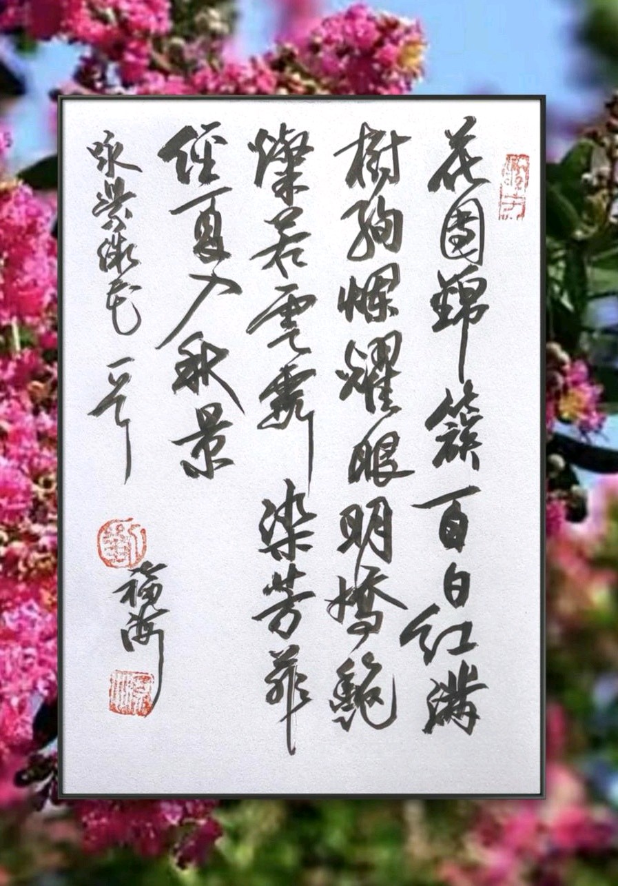 紫薇入秋景🌸