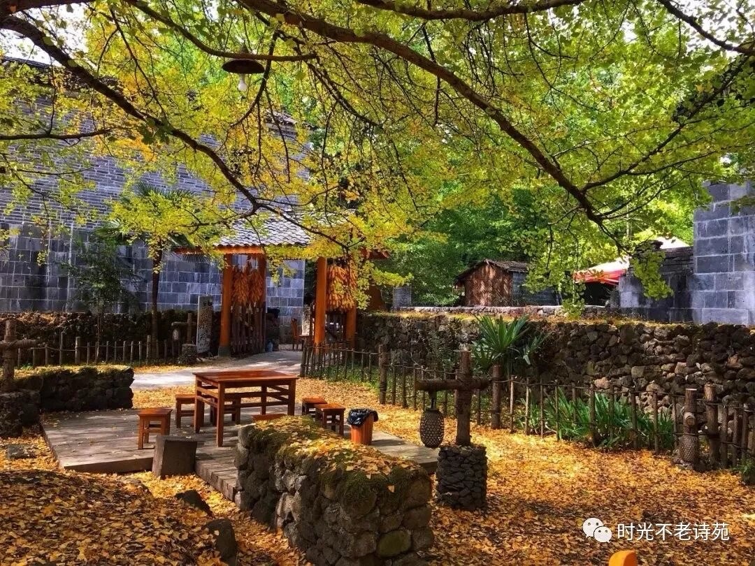 请您欣赏今朝醉老师为您展示《小院秋色浓》作者：宁静致远（图7）