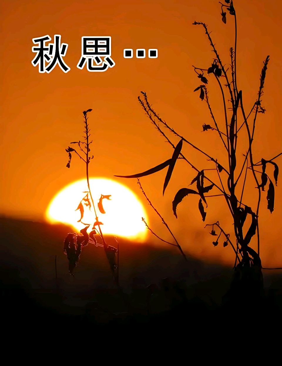 秋思 文/王杏春(江苏射阳)(图2)