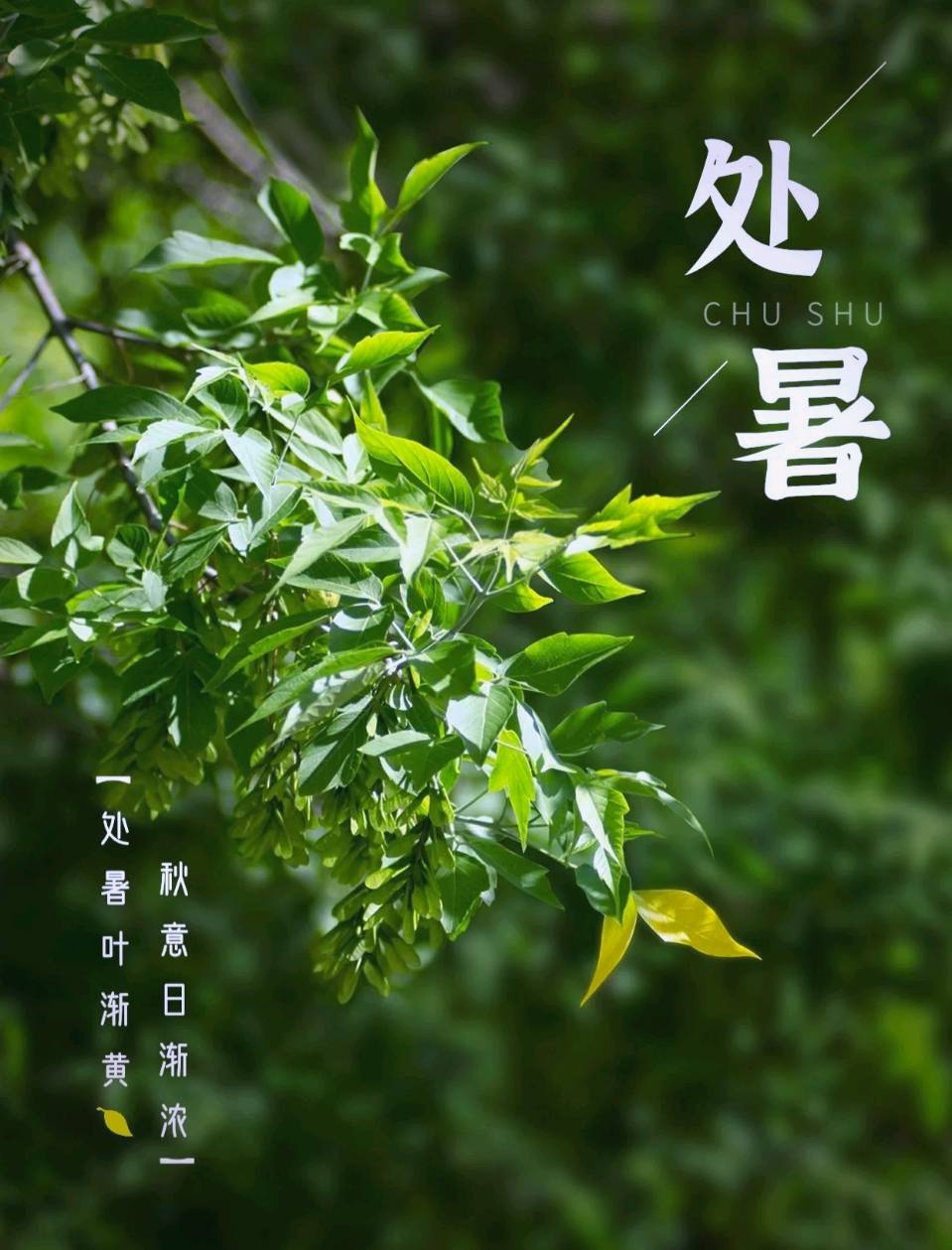【岷县诗词楹联学会】一夜西风暑气凉，归芪茁壮稼禾香‖处暑诗词专辑（图3）