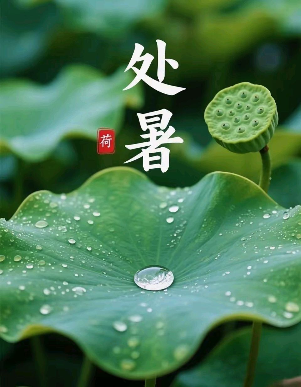 【岷县诗词楹联学会】一夜西风暑气凉，归芪茁壮稼禾香‖处暑诗词专辑（图5）