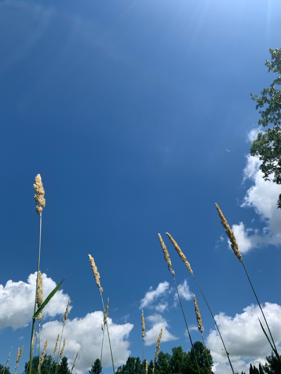 银杏文集第6期//环球爱华促进会（总第20期）（图8）