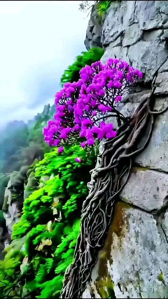 【老丫文苑】张国盛诗词集锦//(广东)(图5)