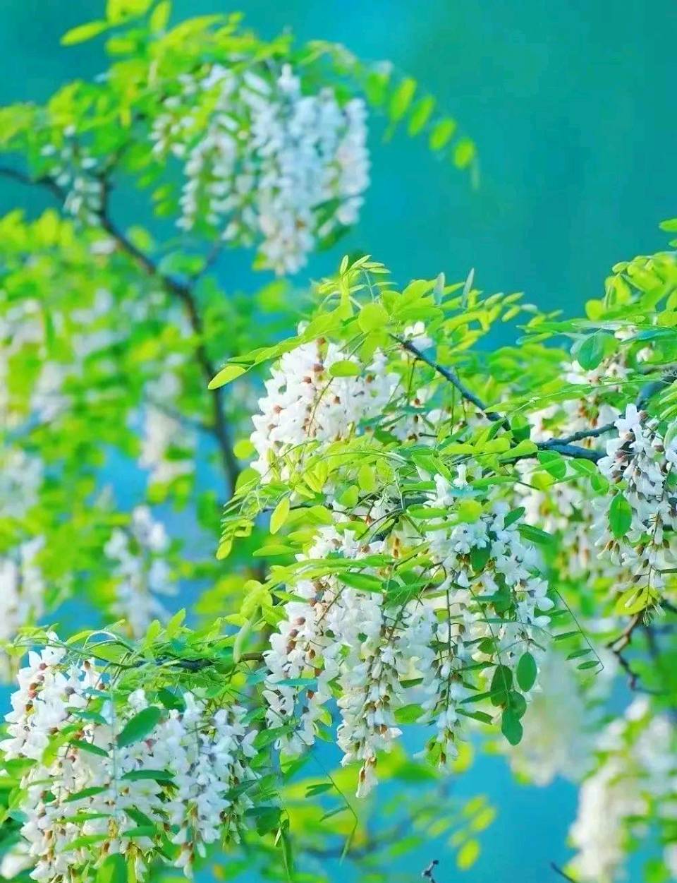 【七律】伏暑槐树花 文/牛哥