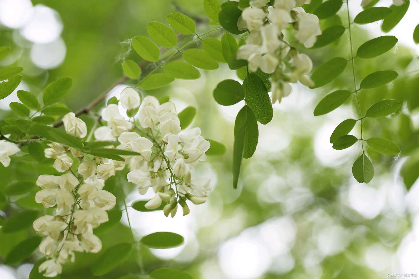 【七律】伏暑槐树花 文/牛哥(图2)