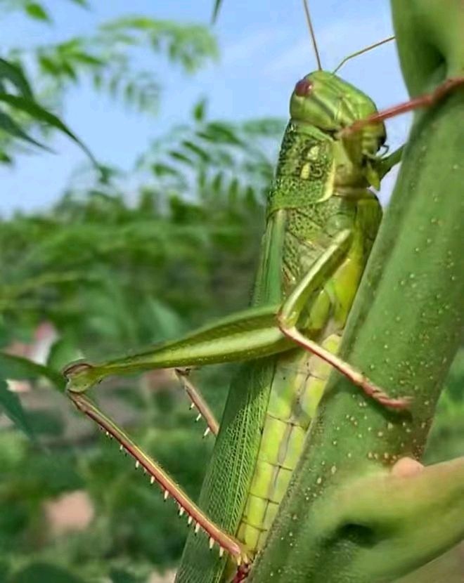 荐赏 题咏昆虫、动物绝句集锦/作者/管延芳/《新华文学社》个人专辑/编辑:文苑牧童/都市头条（图9）