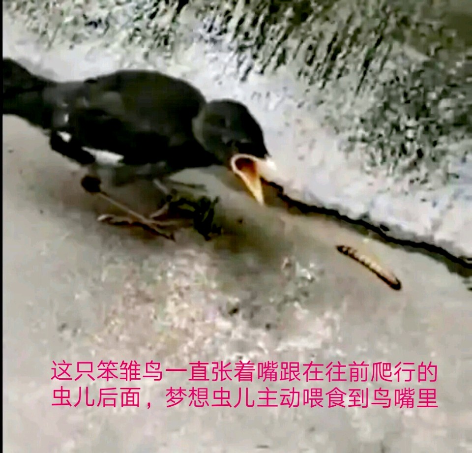 荐赏 题咏昆虫、动物绝句集锦/作者/管延芳/《新华文学社》个人专辑/编辑:文苑牧童/都市头条（图12）
