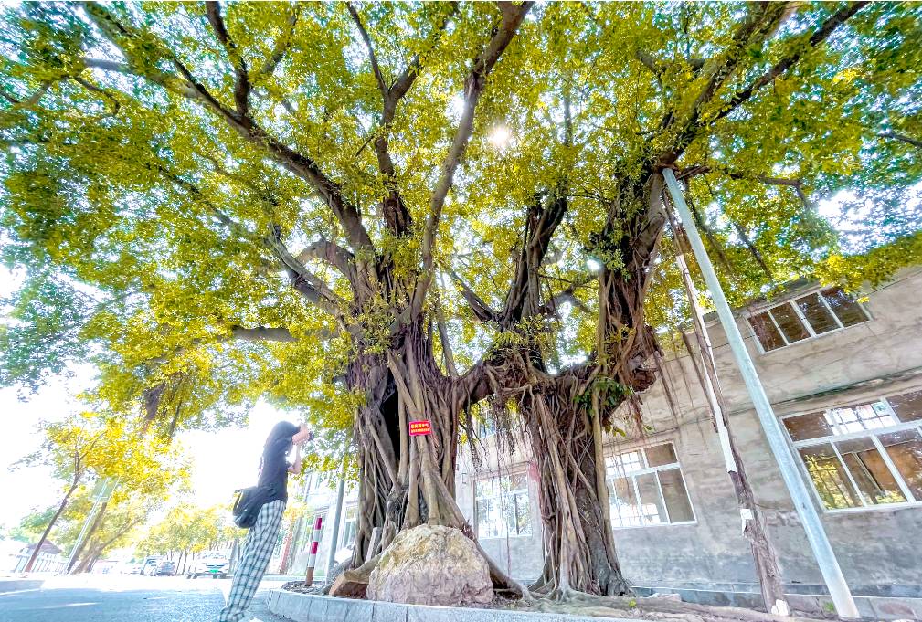《连理树》实力诗人/黄赞高、金牌主播/凤珠。(图6)