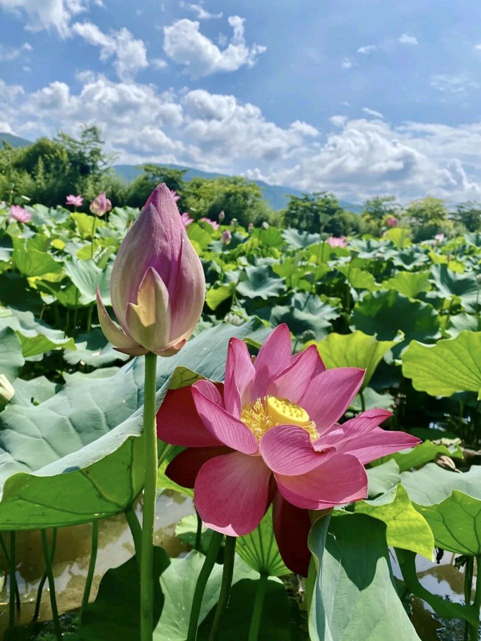 《仙姿玉立》文/李智环（图3）