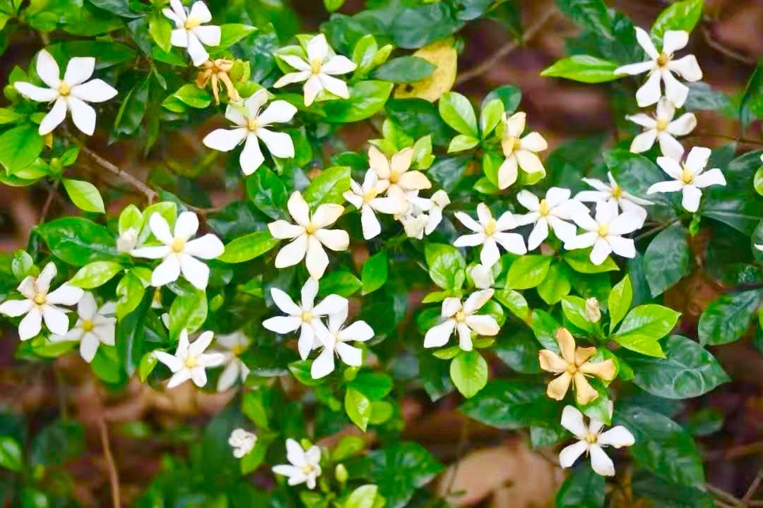 散文诗 《栀子花开》//作者：木子//知秋文学（图2）