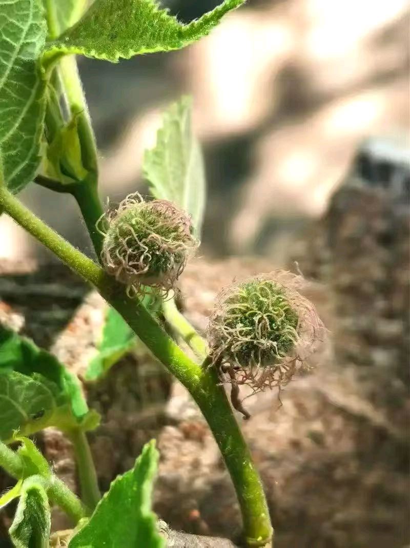 【翰林国粹诗社】诗人陈衍统个人专辑《三十六》咏百花专刊(实花系列九)（图5）