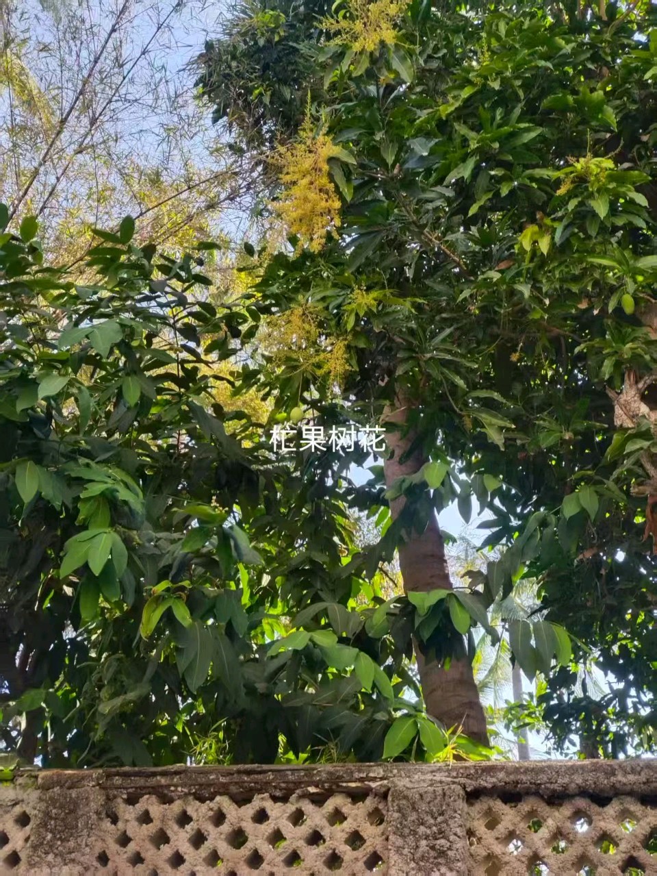 【翰林国粹诗社】诗人陈衍统个人专辑《三十六》咏百花专刊(实花系列九)（图6）