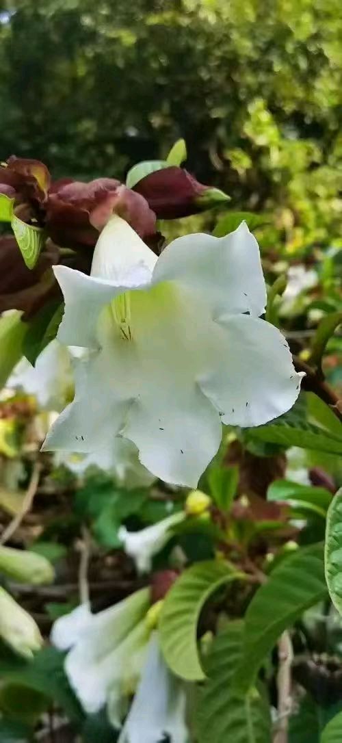 【翰林国粹诗社】诗人陈衍统个人专辑《三十六》咏百花专刊(实花系列九)（图10）