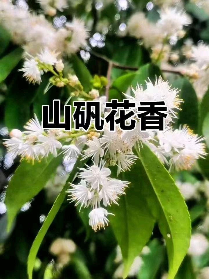 【翰林国粹诗社】诗人陈衍统个人专辑《三十六》咏百花专刊(实花系列九)（图19）
