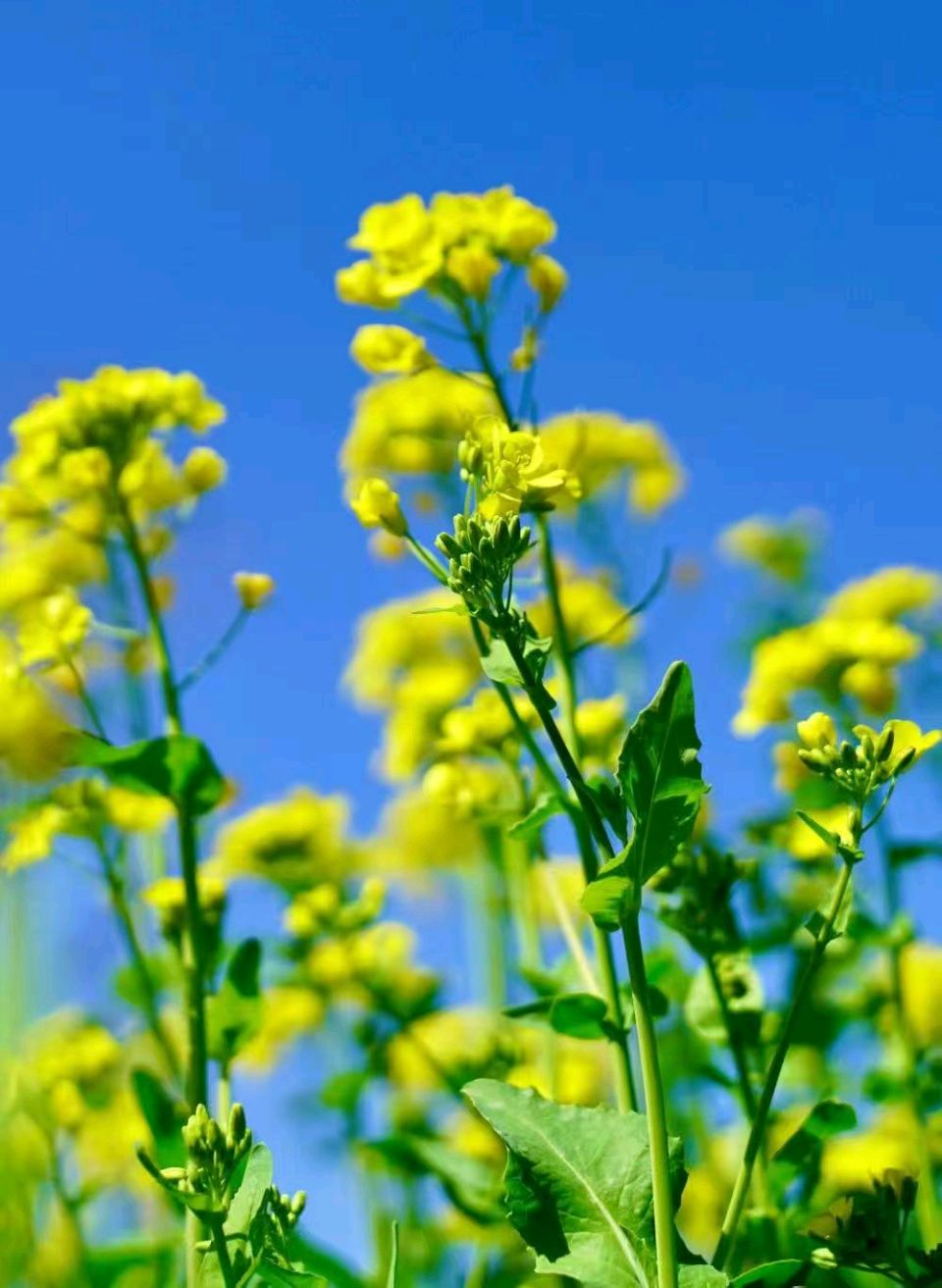 【翰林国粹诗社】诗人陈衍统个人专辑《三十七》咏百花专刊(实花系列十)（图15）
